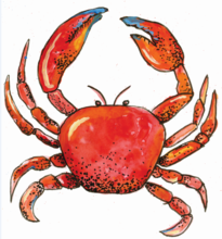Charleston Crabs Swaddle